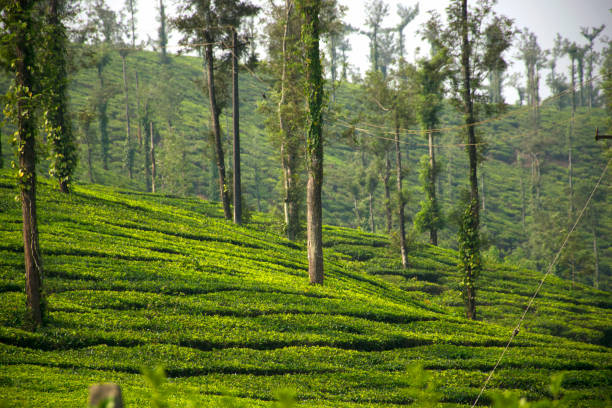Munnar